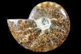 Polished, Agatized Ammonite (Cleoniceras) - Madagascar #88076-1